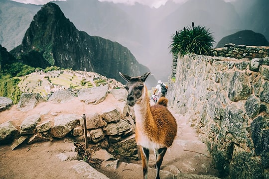 Llama in Peru